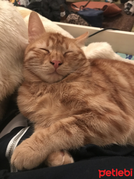 Tekir Kedi, Kedi  Kuzey fotoğrafı