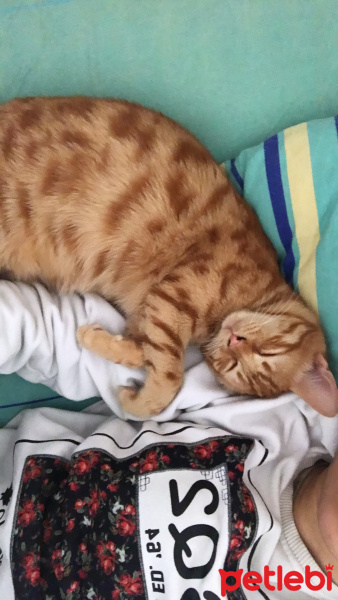 Tekir Kedi, Kedi  Kuzey fotoğrafı
