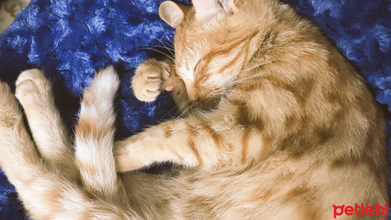 Tekir Kedi, Kedi  Kuzey fotoğrafı