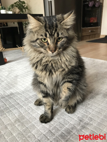 Tekir Kedi, Kedi  Nepal fotoğrafı