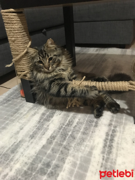 Tekir Kedi, Kedi  Nepal fotoğrafı