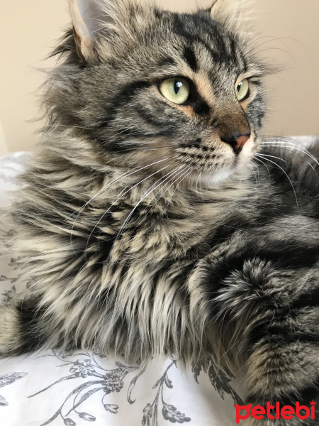 Tekir Kedi, Kedi  Nepal fotoğrafı