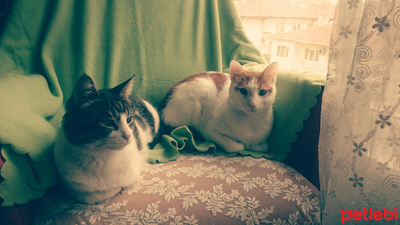 Sarman, Kedi  Amber fotoğrafı