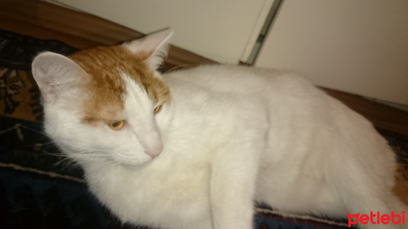 Sarman, Kedi  Amber fotoğrafı