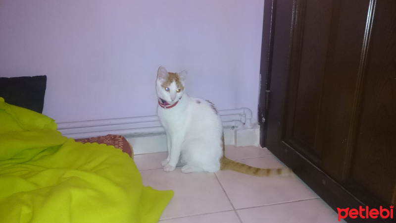 Sarman, Kedi  Amber fotoğrafı