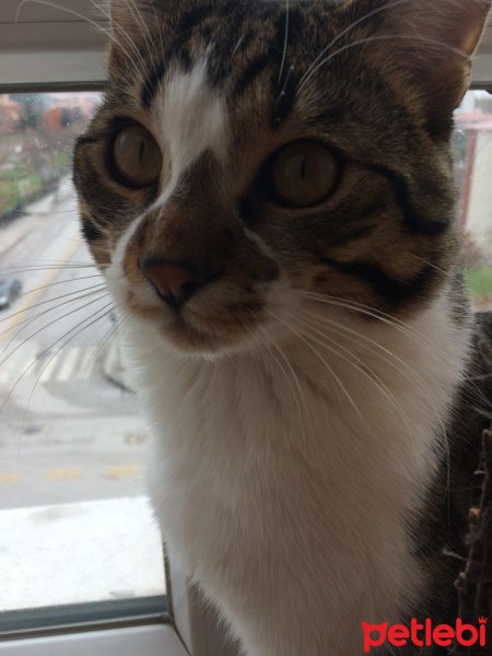 Soke, Kedi  Çakıl fotoğrafı