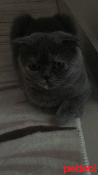 Scottish Fold, Kedi  Lila fotoğrafı