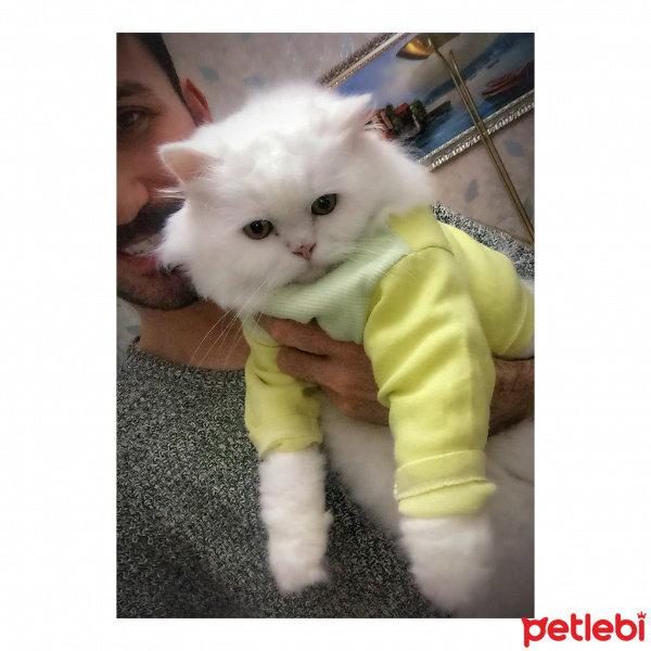 Chinchilla, Kedi  Atlas fotoğrafı
