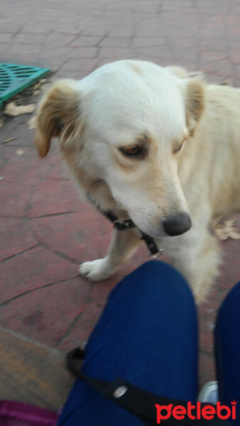 Golden Retriever, Köpek  Sunny fotoğrafı