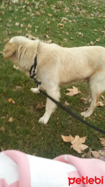 Golden Retriever, Köpek  Sunny fotoğrafı