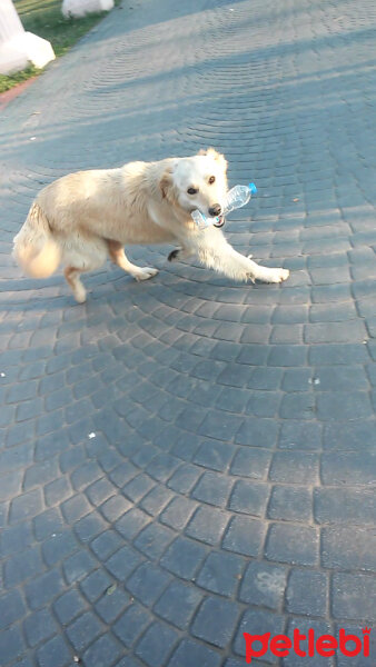 Golden Retriever, Köpek  Sunny fotoğrafı