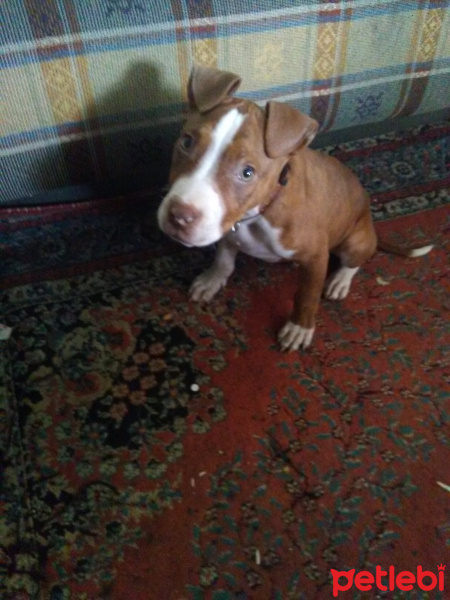 Amerikan Staffordshire Terrier, Köpek  Beylis fotoğrafı