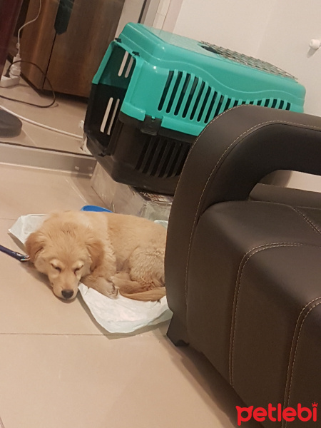 Golden Retriever, Köpek  Paşa fotoğrafı