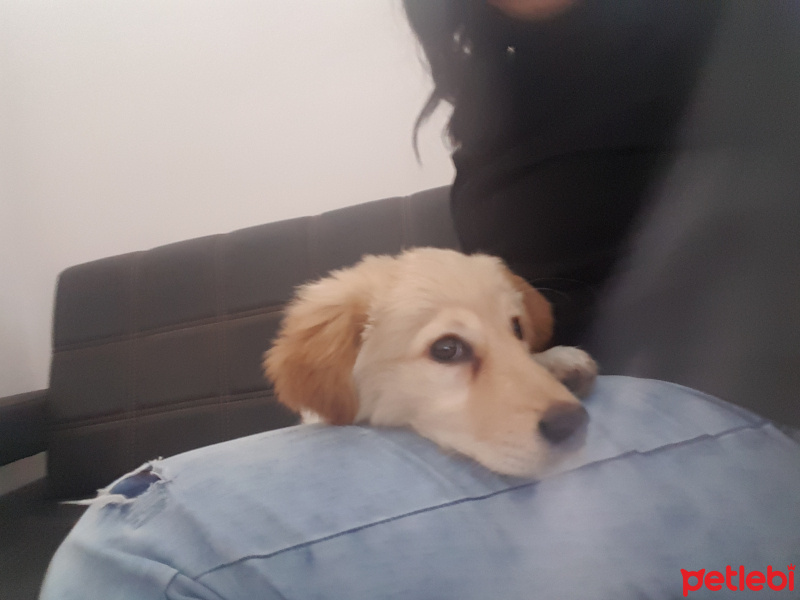 Golden Retriever, Köpek  Paşa fotoğrafı