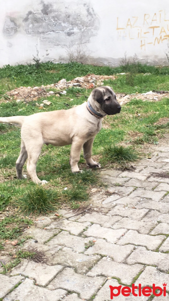 Kangal, Köpek  Sivas fotoğrafı