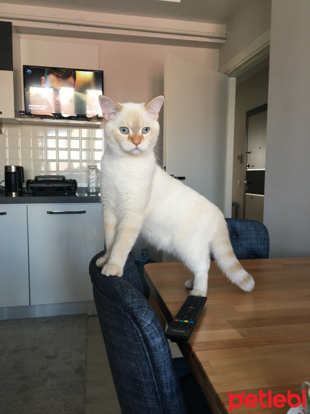 British Shorthair, Kedi  Sherlock fotoğrafı