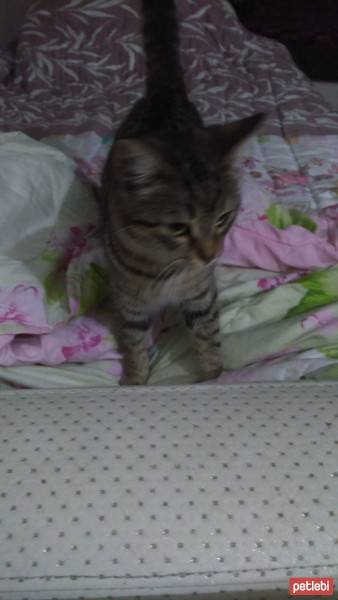 Tekir Kedi, Kedi  Necati fotoğrafı