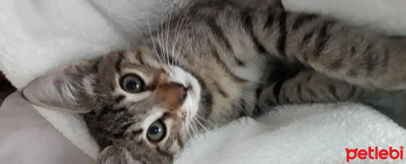 Tekir Kedi, Kedi  Tostik fotoğrafı