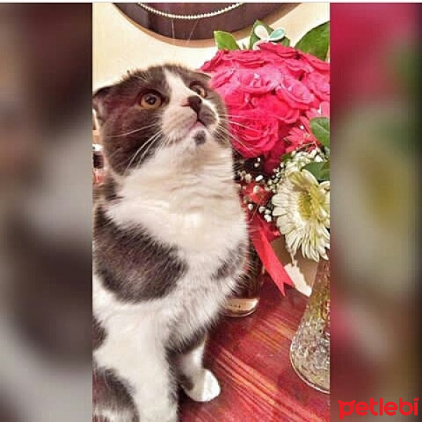 British Shorthair, Kedi  Miyu fotoğrafı