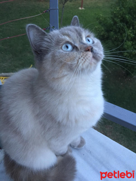 British Shorthair, Kedi  Badem fotoğrafı