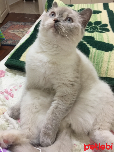British Shorthair, Kedi  Badem fotoğrafı