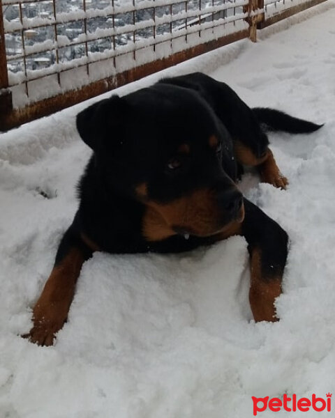 Rottweiler, Köpek  Paşa fotoğrafı