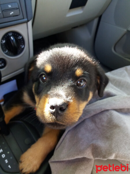 Rottweiler, Köpek  Paşa fotoğrafı