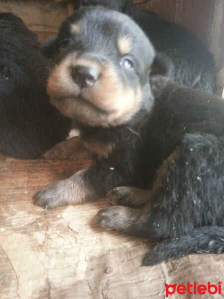 Rottweiler, Köpek  Paşa fotoğrafı