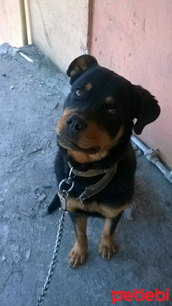 Rottweiler, Köpek  Paşa fotoğrafı