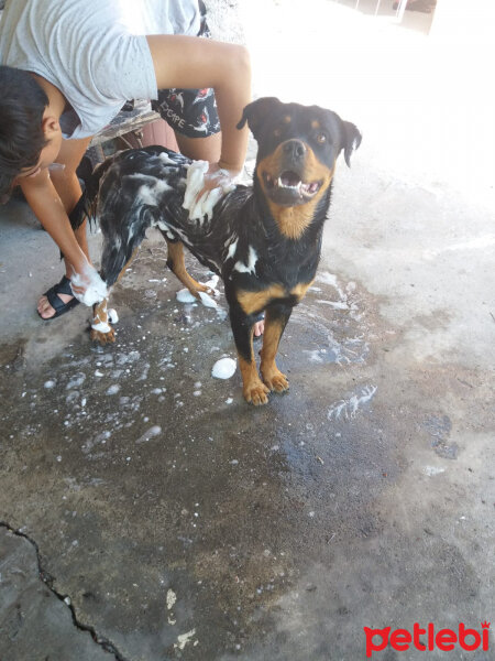 Rottweiler, Köpek  Paşa fotoğrafı