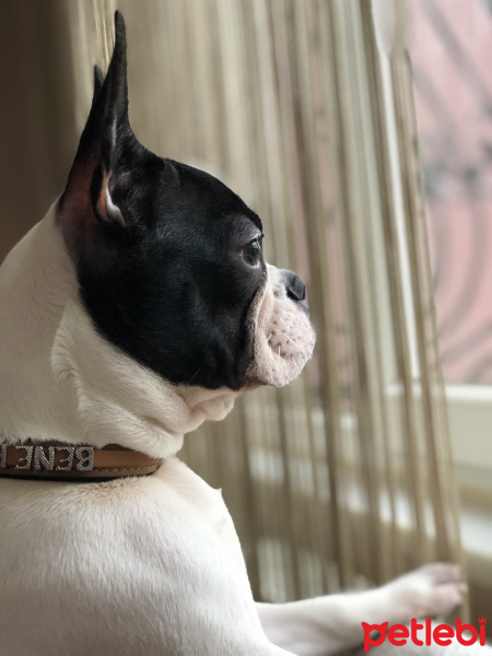 Fransız Bulldog, Köpek  BENEK fotoğrafı