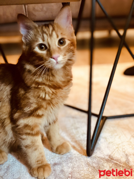 Sarman, Kedi  Katsi fotoğrafı