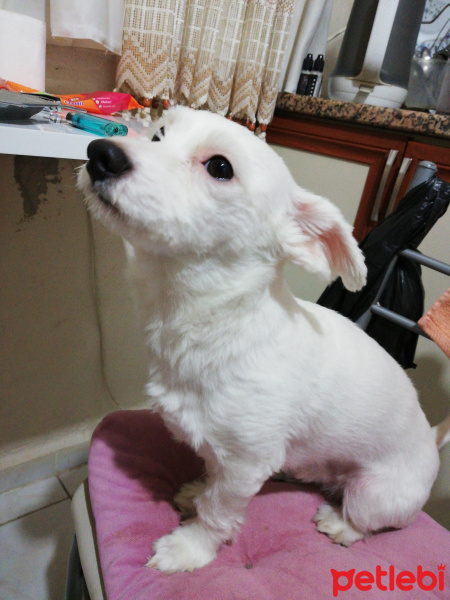 West Highland White Terrier, Köpek  Popi fotoğrafı