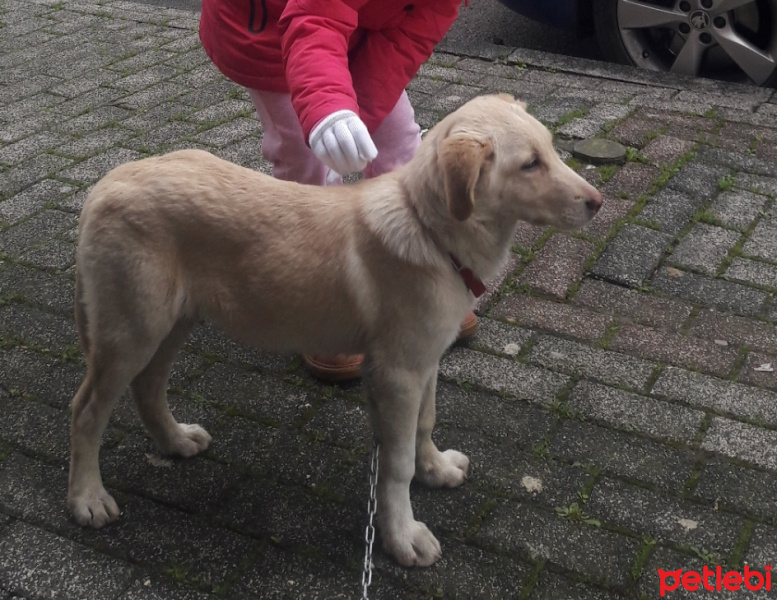 Labrador Retriever, Köpek  Roxy fotoğrafı