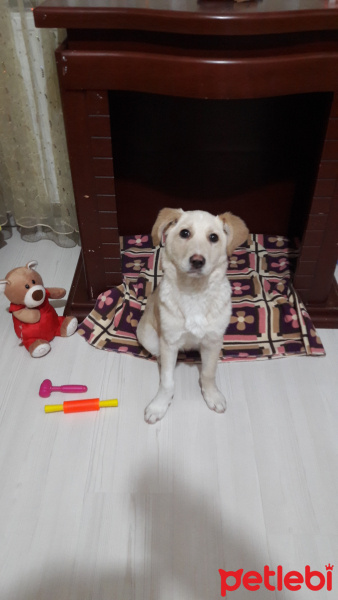 Labrador Retriever, Köpek  Roxy fotoğrafı