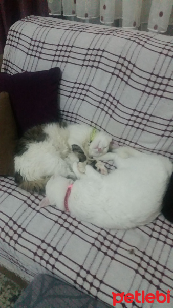 Tekir Kedi, Kedi  Japon fotoğrafı