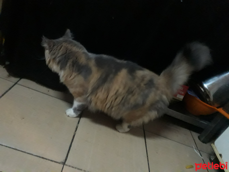 American Curl, Kedi  Gora fotoğrafı