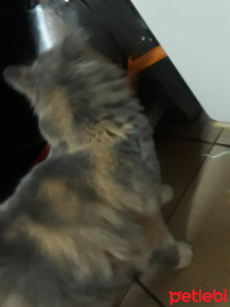 American Curl, Kedi  Gora fotoğrafı