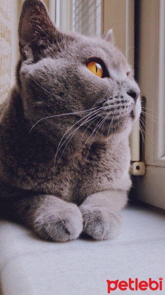 British Shorthair, Kedi  Pascal fotoğrafı