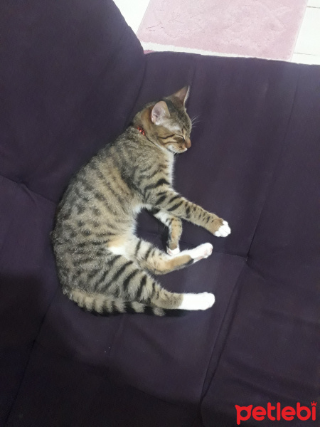 Tekir Kedi, Kedi  Cadit fotoğrafı