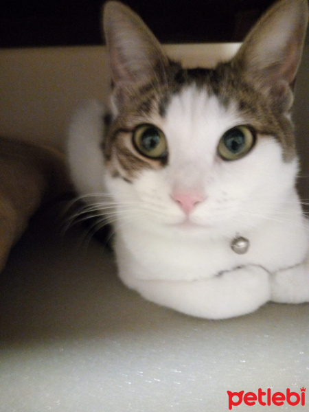 Tekir Kedi, Kedi  Prenses fotoğrafı