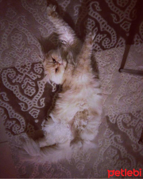 İran Kedisi (Persian), Kedi  Güneş fotoğrafı