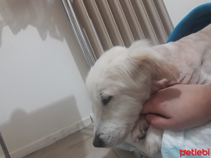 Golden Retriever, Köpek  Pars fotoğrafı