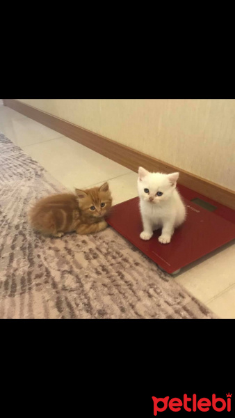 Chinchilla, Kedi  Limon fotoğrafı