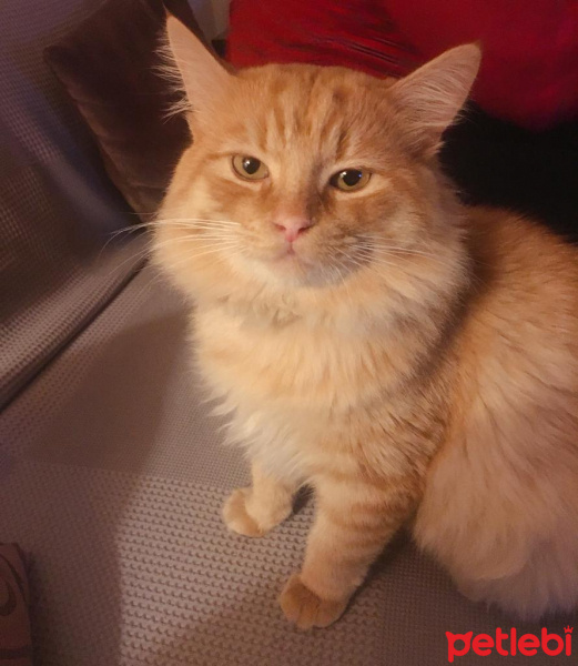 Sarman, Kedi  Garfield fotoğrafı
