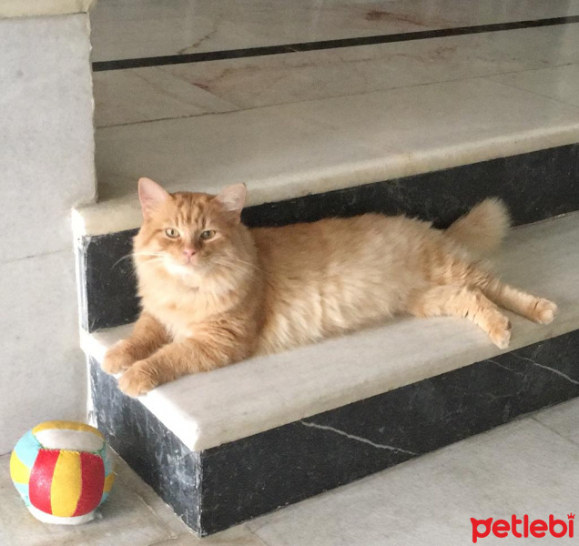 Sarman, Kedi  Garfield fotoğrafı