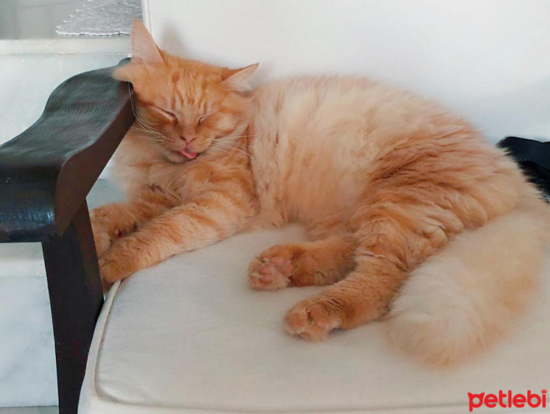Sarman, Kedi  Garfield fotoğrafı