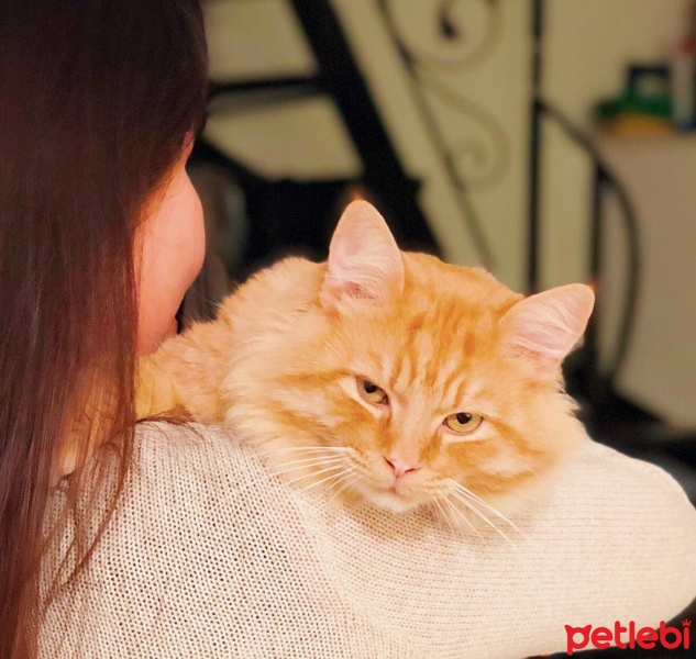 Sarman, Kedi  Garfield fotoğrafı