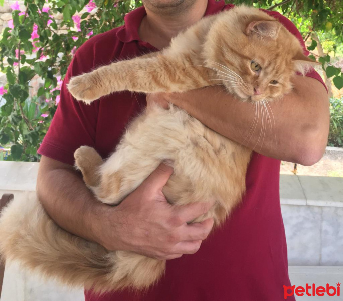 Sarman, Kedi  Garfield fotoğrafı
