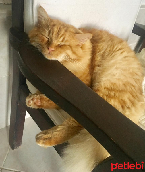 Sarman, Kedi  Garfield fotoğrafı